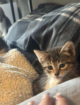 Katzenbaby's Mixkitten Babykatzen kitten - Monheim (Rhein)