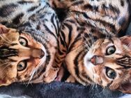 Bengal Katzen Schwestern 1 Jahr alt - Plauen Zentrum