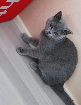 Reinrassiger BKH Kater - Berlin Reinickendorf