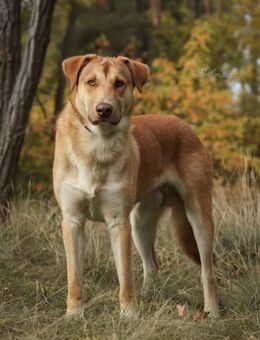 Wudy der sanfte Beobachter - Salzwedel (Hansestadt) Zentrum