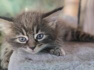 Main Coon Kitten abzugeben - Ulmen