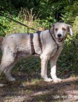 Donnie ist ein sehr freundlicher Rüde - Egelsbach