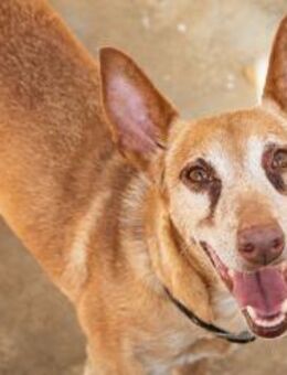 Zoe, extrem verschmust - Kettershausen