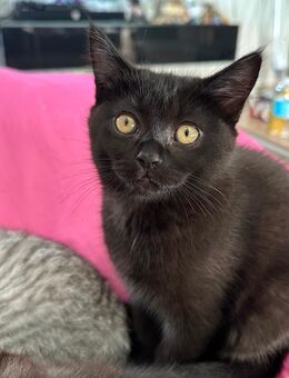 Britisch Langhaar × Siam Kitten suchen liebevolles Zuhause - Betzdorf