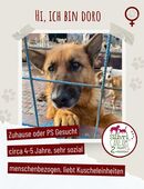 Sehr soziale Doro sucht ein Zuhause in 72622