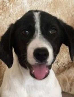 Lex, geb. ca. 05/2025, GRIECHENLAND - Euskirchen