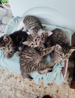 hauskatze BHK 250 Euro - Würselen