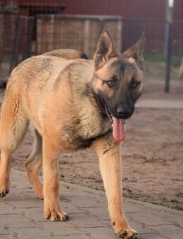 Ivo-BR Kluger, aktiver Malinois-Rüde - Neustadt (Rübenberge)