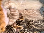 Liebevoll aufgezogene reinrassige Bengal-Kitten - Groß Kreutz (Havel)
