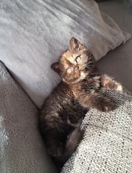 BKH und BLH Kitten mit Stammbaum - Unna