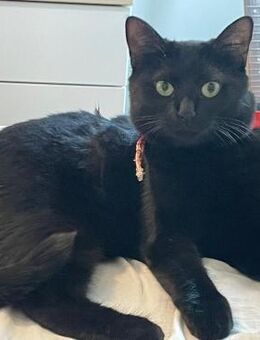 🖤 Charmante Einzelkatze Betty 🖤 - Eislingen (Fils)