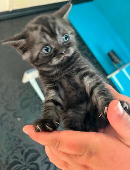 BKH kitten - Erfurt Zentrum