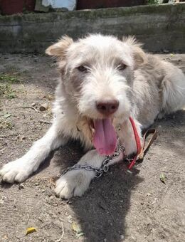 Buddy- ein fröhlicher Hunddejunge - Meuselwitz