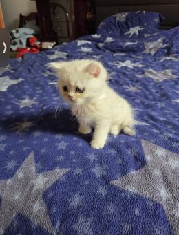 Baby Katzen abzugeben - Geseke