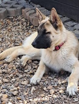 Schäferhund Akita Harzer Fuchs Mischlingswelpen - Großenehrich