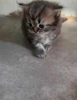 Perser Kitten - Wackersdorf
