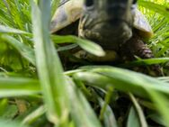 Landschildkröte - Schleiden