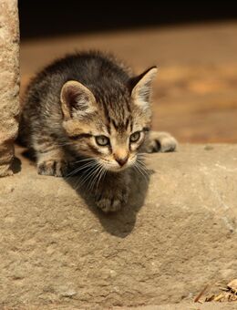 Junge Katzen Kitten Kätzchen suchen ein Zuhause - Stolpen
