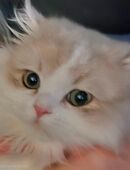 Junger Kater BLH in 47445