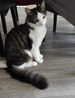 Titos aus dem Tierschutz - Grevenbroich