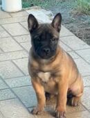 Shiba Inu - Bulldoggen- Mix in 35647
