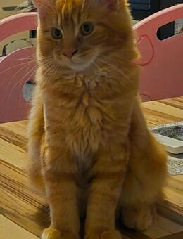 Wunderschöner Maine Coon Kater 5 Monate - Bad Harzburg