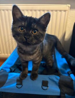 Britisch Kurzhaar Kitten abzugeben! - Hannover