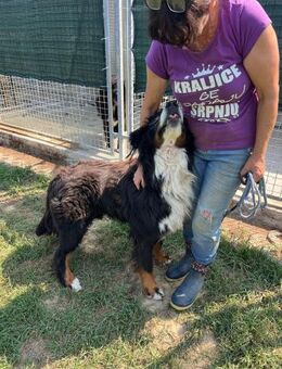 Berner Sennenhund Ben sucht 2. Chance - Ellerbek