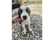 Koda - Pflegestelle oder Zuhause gesucht - Oberwies