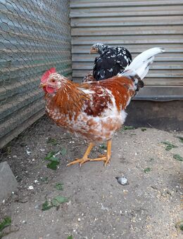 Schwedischer Blumenhuhn-Hahn abzugeben - Kiel