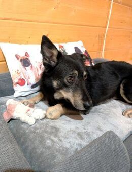 kleiner, süßer Clyde bei München! - Schäftlarn