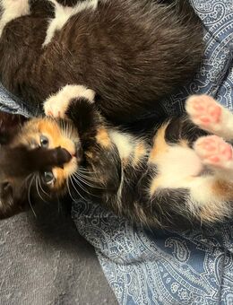 Katzenbabys suchen liebevolles Zuhause - Dortmund Aplerbeck