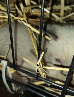 Katzenbaby abzugeben - Baesweiler