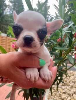 Chihuahua Mix Welpen gechipt und geimpft. Rüde und 2 Weibchen - Nürnberg