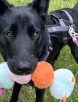 Cleverer Max will aufs Land - Ellerbek