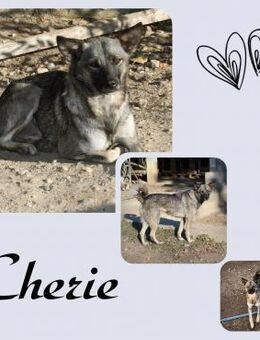 Cherie - Köln