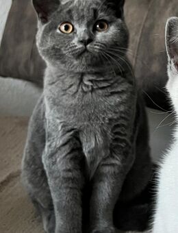 Reinrassige BKH Mädchen - Limbach-Oberfrohna