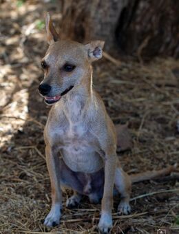 Diddi kleiner Charakterhund - Ratekau
