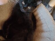 1 schwarzer Kater (geboren 4.04.2025) sucht ein liebevolles zu Hause - Wittendörp