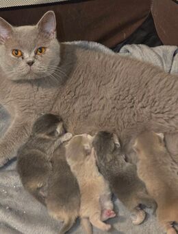 Bkh kitten 5 Babys - Oberhausen
