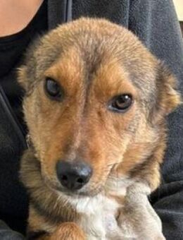 SADY wer schenkt ihr Glück - Hof