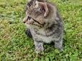 Kitten zu verkaufen in 37194