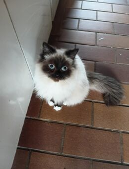 2 Blue Point Perser wir möchten zusammen bleiben! - Niddatal Zentrum