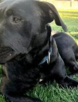 Ciara sucht eine neue Familie - München