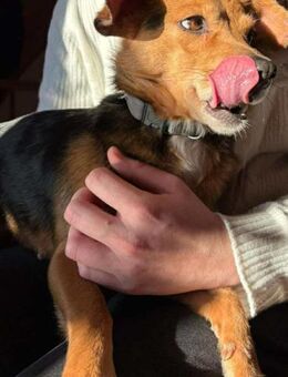 Hanni - sucht kuscheliges Zuhause - Koblenz