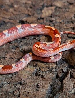 Toffee Blood Motley Pied, Toffee Blood Pied - Schwelm