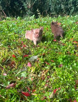 Süßer Chihuahua Welpen (Bruno) sucht als letzter sein Traum zuhause - Seßlach