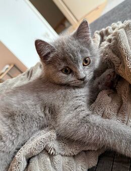 BKH verspielter Kater Abgabebereit - Düren