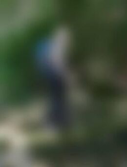 dis*** - Niedernhall