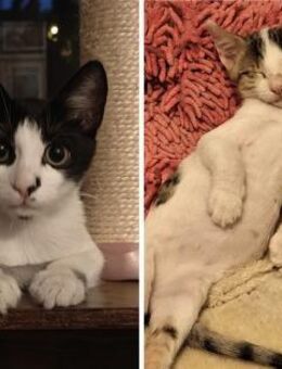 Zuzi und Solo suchen Kuschelplatz - Ellerbek